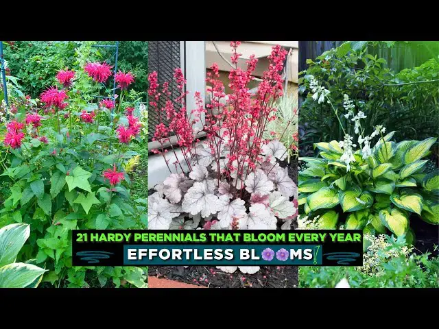 'Video thumbnail for 21 Hardy Perennials That Bloom Every Year | Effortless Blooms'