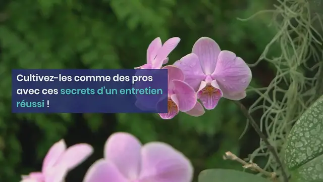 Video thumbnail for Vous avez des orchidées « tête de singe » ? Cultivez-les comme des pros avec ces secrets d’un entretien réussi !