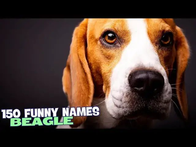 Video thumbnail for 🐶 150 Funny Names for Beagles! 😂