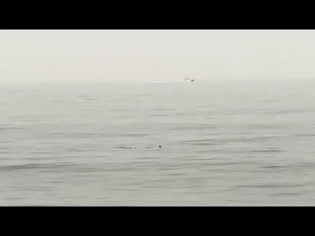 Video thumbnail for A Shark Off of Bay Head