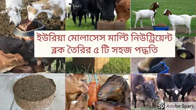 'Video thumbnail for গরুর জন্য ইউরিয়া মোলাসেস মাল্টি নিউট্রিয়েন্ট ব্লক তৈরির ৫ টি সহজ পদ্ধতি।'