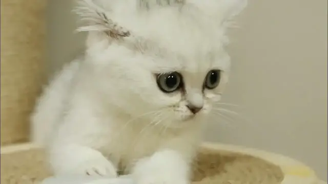 Video thumbnail for Discover Amazing Cat Facts & End with a Meow of Jokes and Laughter!