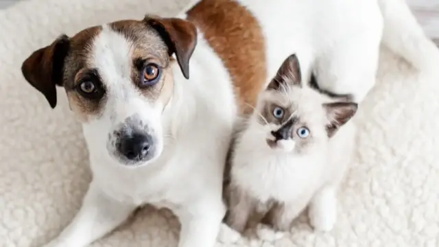 Video thumbnail for How Cats And Dogs Improve Your Health In Different Ways