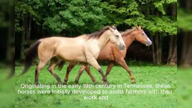 Video thumbnail for Tennessee Walking Horse