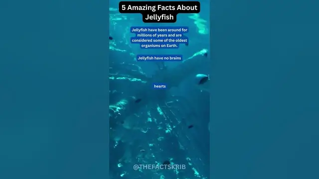 Video thumbnail for Amazing Facts About Jelly Fish
