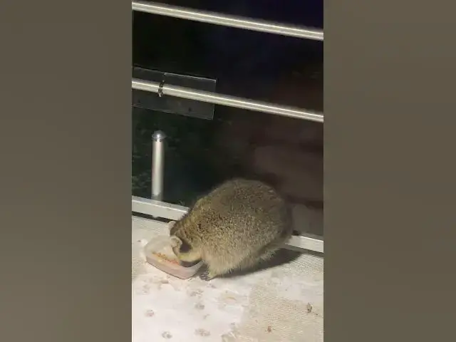 'Video thumbnail for hungry neighborhood racoon#wildlife#raccoon'