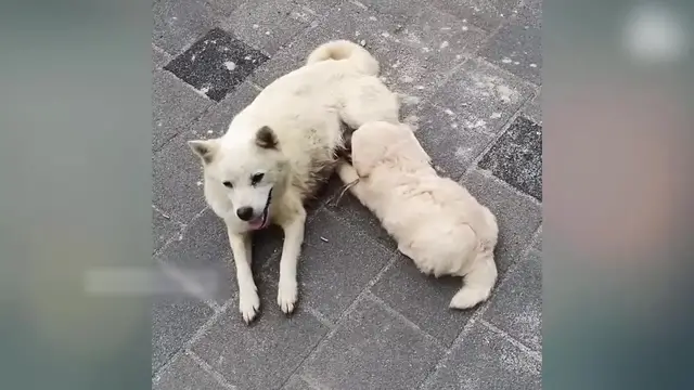 Video thumbnail for Begging Together—A Mother Dog and Her Puppies’ Heartbreaking Plea