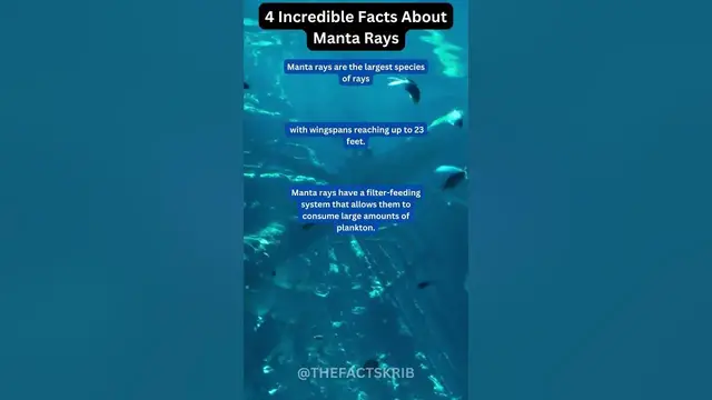 Video thumbnail for 4 Incredible Facts About Manta Rays