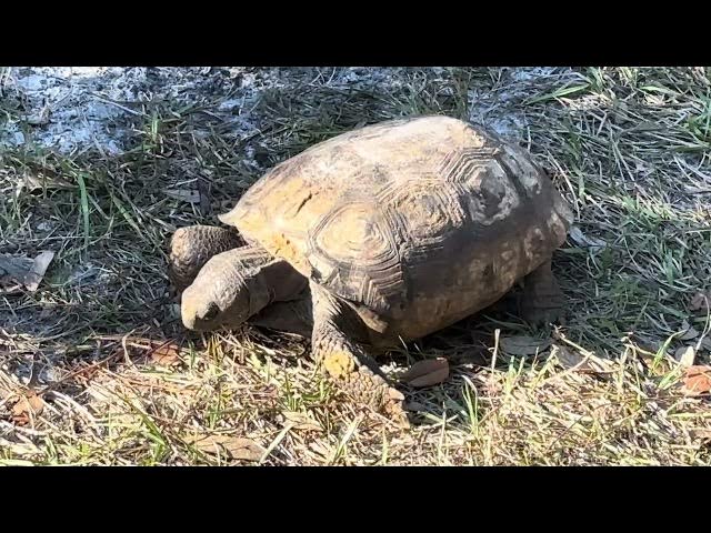 Video thumbnail for Snacking turtle