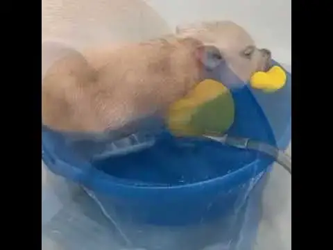 Video thumbnail for Video gracioso de cerdo pequeño #shorts