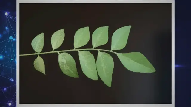 Video thumbnail for How To Get Rid Of Black Spots On Curry Leaves?