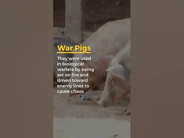 Video thumbnail for Animals Used in Military: The Horrific Reality