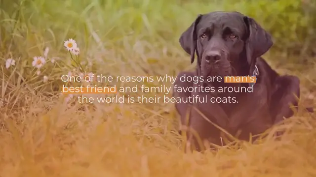 Video thumbnail for 20 Beautiful Dog Colors and Patterns (With Pictures!)