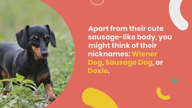 Video thumbnail for 20 Dachshund colors you’ll love (with pictures!)