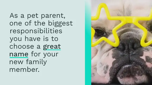 Video thumbnail for 620+ Popular Dog Names For Your Hip Trendsetter Pup