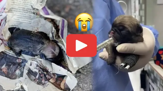 Video thumbnail for Newborn and Defenseless—Puppy Missing a Leg Found Crying in a Sack