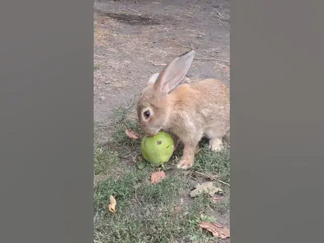 Video thumbnail for This rabbit likes pear.😀😂🤣#shorts