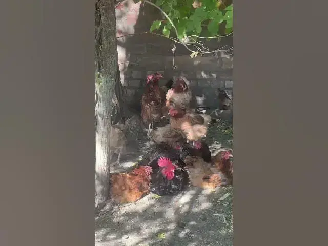 Video thumbnail for Adorable chickens😍😘🥰#shorts