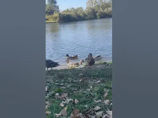 Video thumbnail for Cute ducks😍😘🥰#shorts