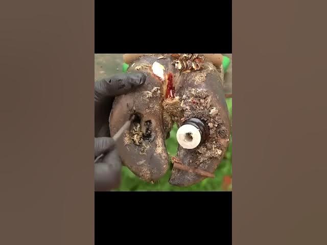 Video thumbnail for Listen to the soothing sounds of a thorough hoof cleaning service #satisfying #petcareprovider