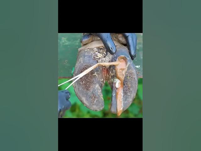 Video thumbnail for #HoofCleaning #SatisfyingCleaning #HorseCare #FarrierLife #HoofTrimming #OddlySatisfying