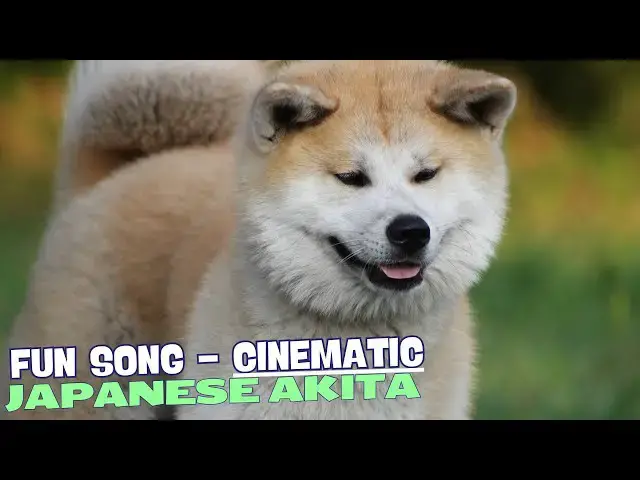 Video thumbnail for Akita Antics🐾🎶