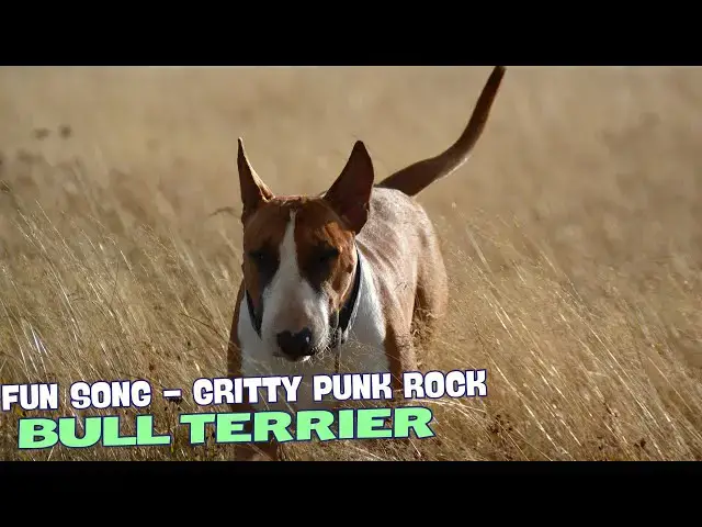 Video thumbnail for 🎶 "Spud Head, Short Legs, Runnin' Wild"🐾