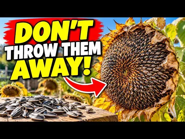 Video thumbnail for What to Do With Sunflowers After Flowering | Autumn Gardening Tips