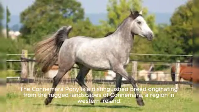Video thumbnail for Connemara Pony