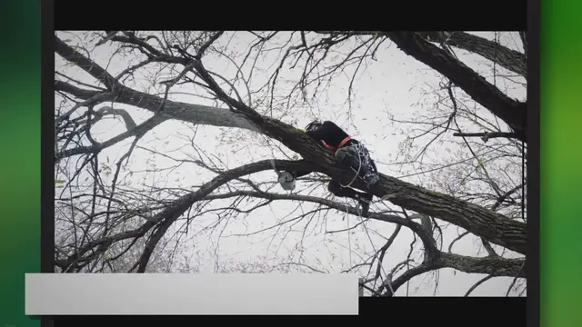 'Video thumbnail for 5 Essential Chainsaw Facts Every Lumberjack Should Know'