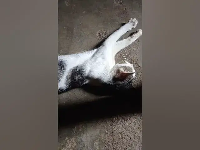 Video thumbnail for cat bites my leg