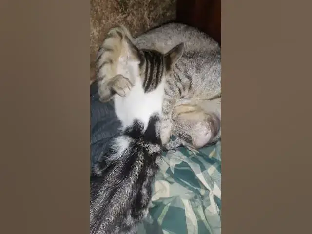 Video thumbnail for breastfeeding Mother cat