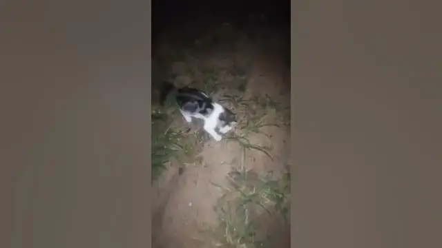 Video thumbnail for cat outside at night time