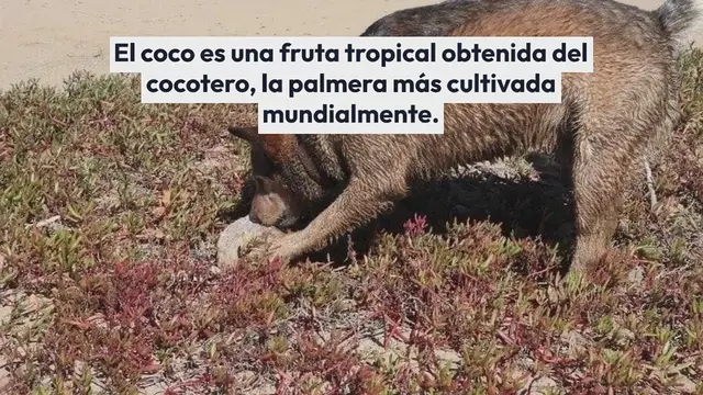 Video thumbnail for ¿Los perros pueden comer coco?