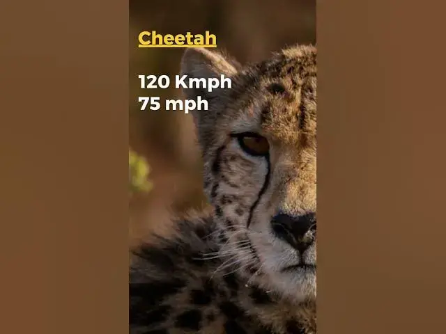 Video thumbnail for Need for Speed: These Lightning-Fast Animals Will Leave You Speechless!
