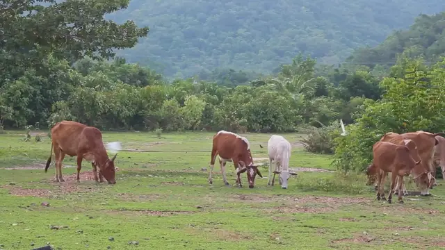 Video thumbnail for All About Gyr Cattle: The Iconic Indian Breed