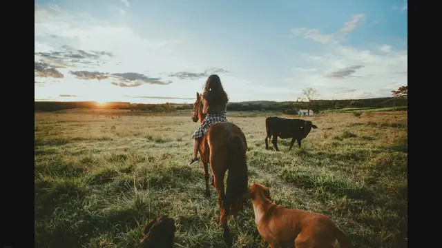 Video thumbnail for The Iconic Santa Gertrudis Cattle: Origins, Uses, and Pros/Cons