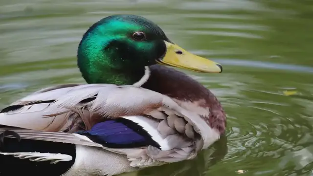 Video thumbnail for Mallard Duck: Origins, Facts & Characteristics