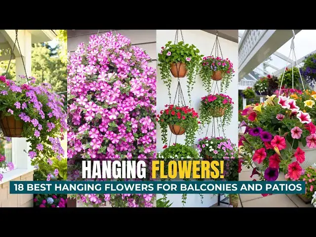 'Video thumbnail for 18 Best Hanging Flowers for Balconies and Patios'