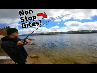 'Video thumbnail for Shore Fishing Leads to Non-Stop Catches! Big Bear Lake Trout Fishing'