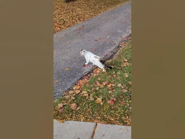 Video thumbnail for Look at my beautiful cat enjoy the beautiful weather outside.❤️❤️❤️❤️❤️❤️❤️❤️❤️❤️❤️❤️❤️