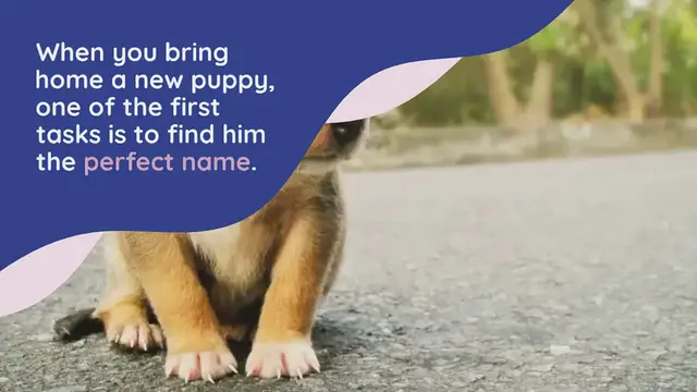 Video thumbnail for 500+ Male Dog Names for your Pawsome Prince