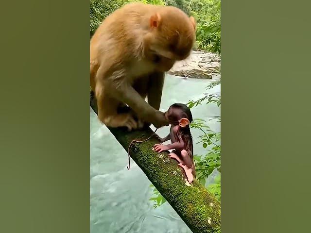 Video thumbnail for #wildliferescue  #naturedocumentary  #monkeybirth #animaldrama  #survivalstory