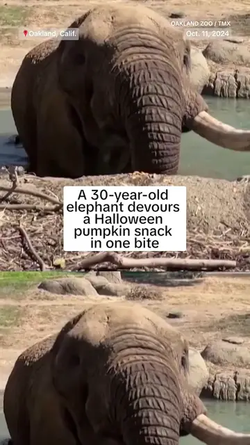 Video thumbnail for An elephant devours a whole pumpkin in one bite at the Oakland Zoo in California.