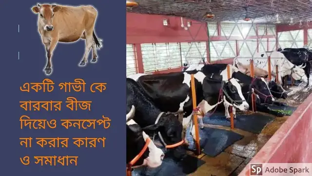 'Video thumbnail for গাভী গরুর খামার | বারবার বীজ দিয়েও কনসেপ্ট না করার কারণ ও এর সমাধান'