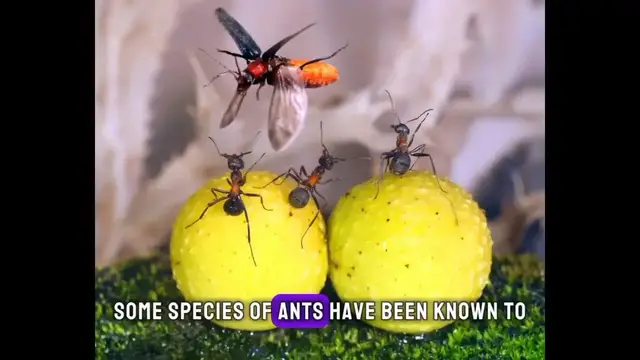 Video thumbnail for **Exploring the Enigmatic Ants: An Intriguing Insight**