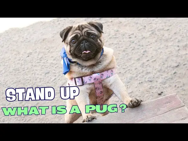 Video thumbnail for What Is a Pug Dog? 🐕