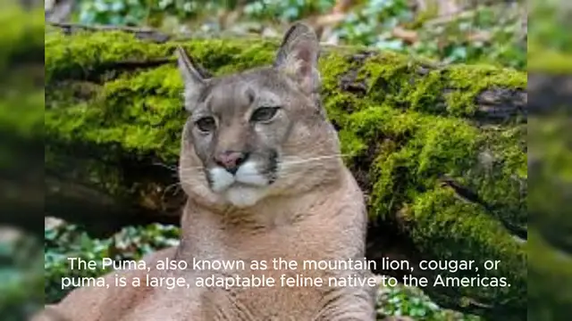 Video thumbnail for Puma Cat