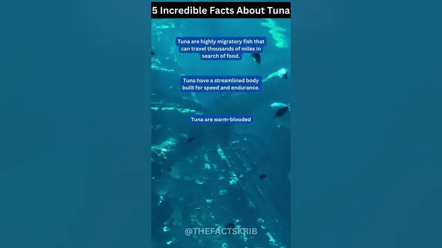 Video thumbnail for 5 Incredible Facts About Tuna