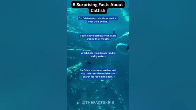 Video thumbnail for 5 Surprising Facts About Catfish